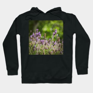 Lavender Flowers Hoodie